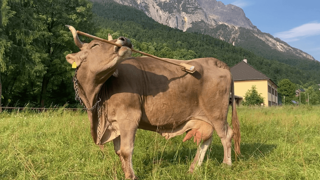 Austrian cow makes history as tool use recorded for first time ever