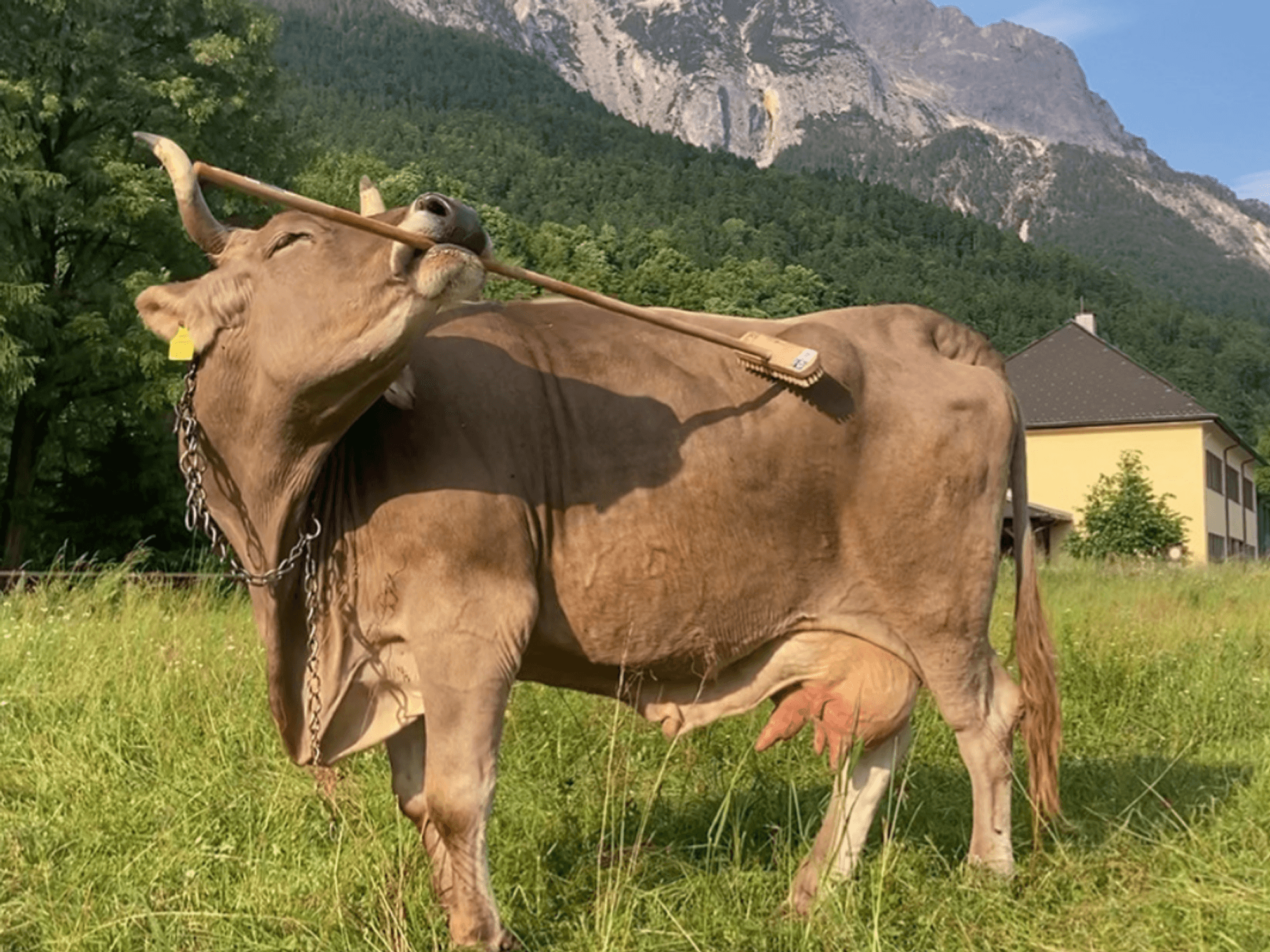 Austrian cow makes history as tool use recorded for first time ever