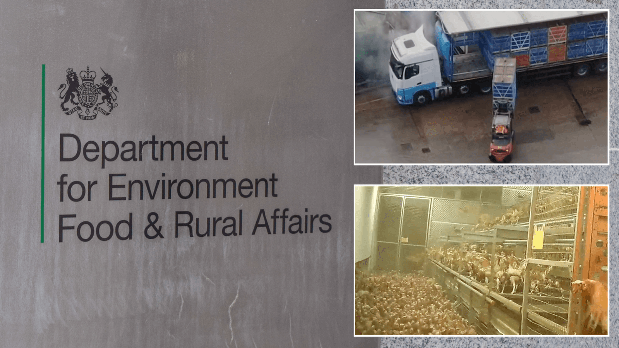 Labour braced for legal battle over ‘cruel’ law change allowing controversial pre-slaughter treatment of billions of chickens