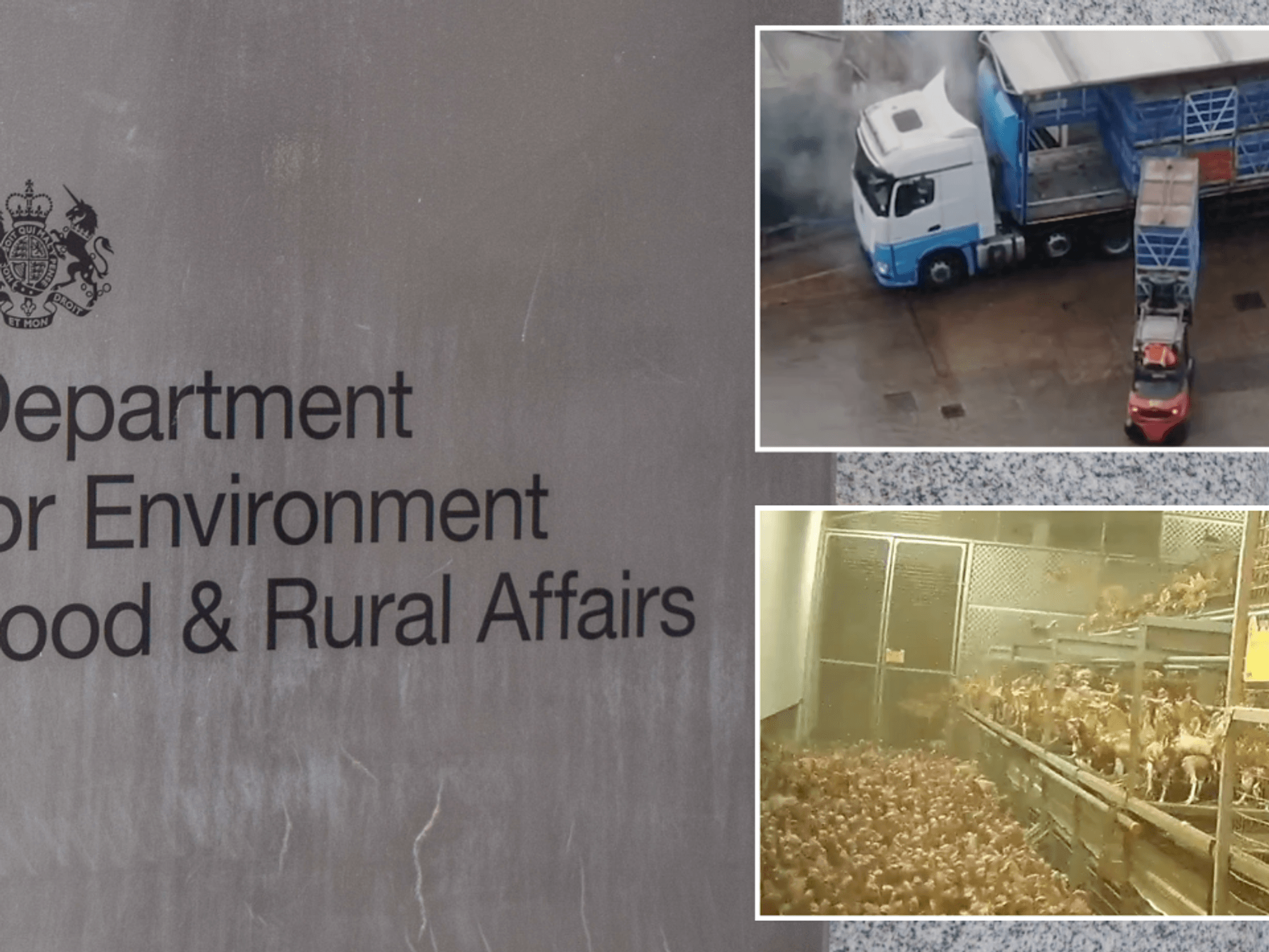 Labour braced for legal battle over ‘cruel’ law change allowing controversial pre-slaughter treat...