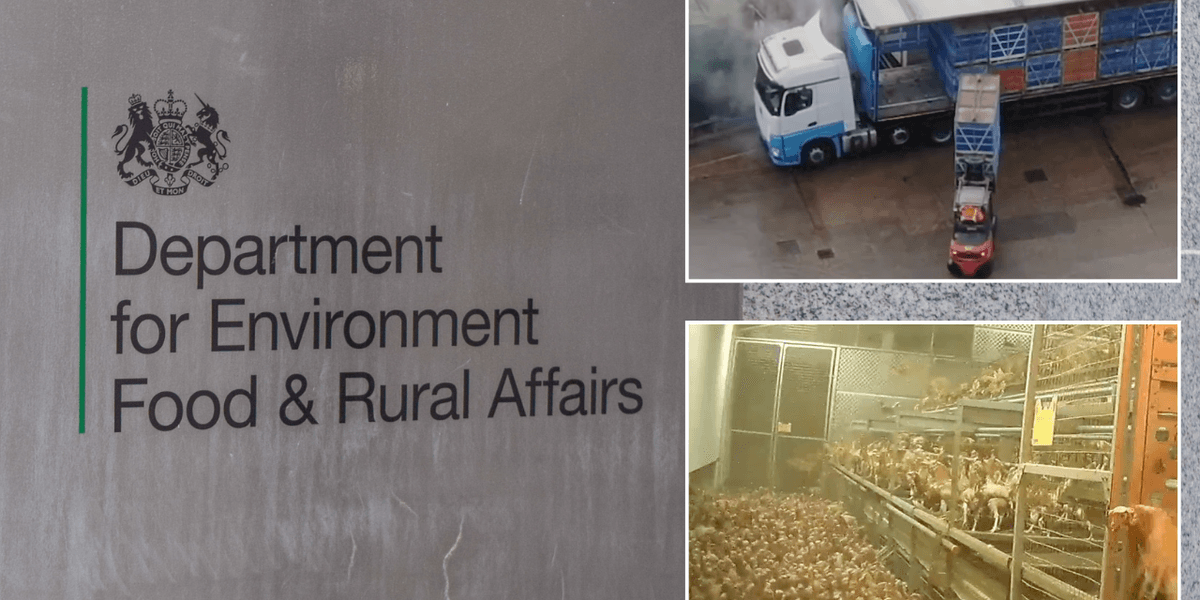 Labour braced for legal battle over ‘cruel’ law change allowing controversial pre-slaughter treatment of billions of chickens Labour braced for legal battle over ‘cruel’ law change allowing controversial pre-slaughter treatment of billions of chickens