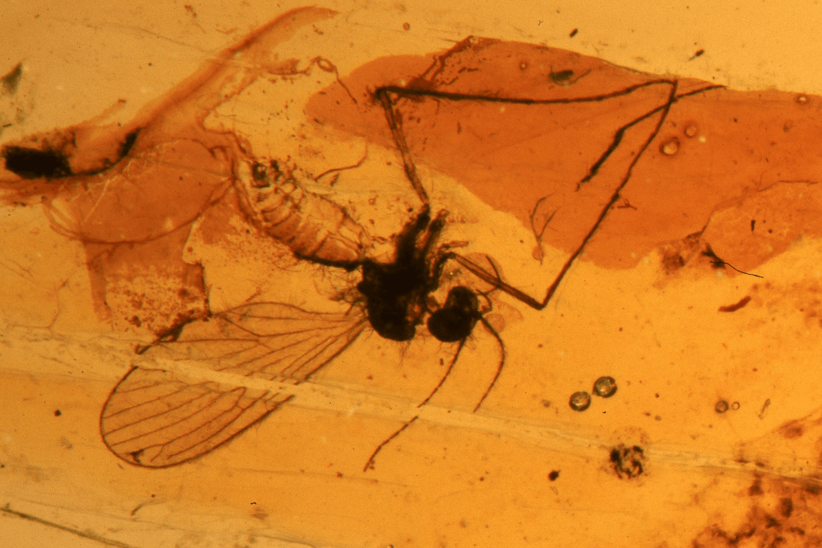 Extinct creatures discovered trapped in solid amber nearly 40 MILLION years after becoming stuck
