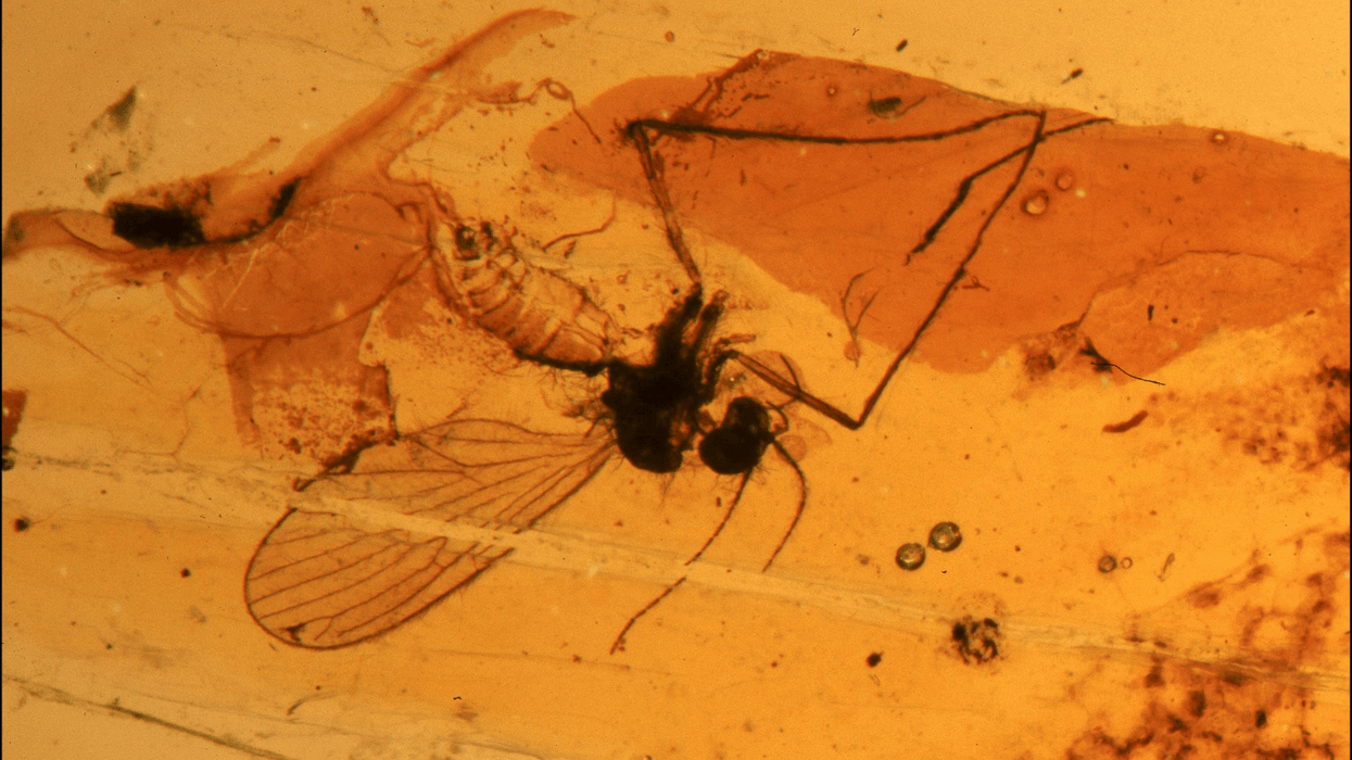 Extinct creatures discovered trapped in solid amber nearly 40 MILLION years after becoming stuck