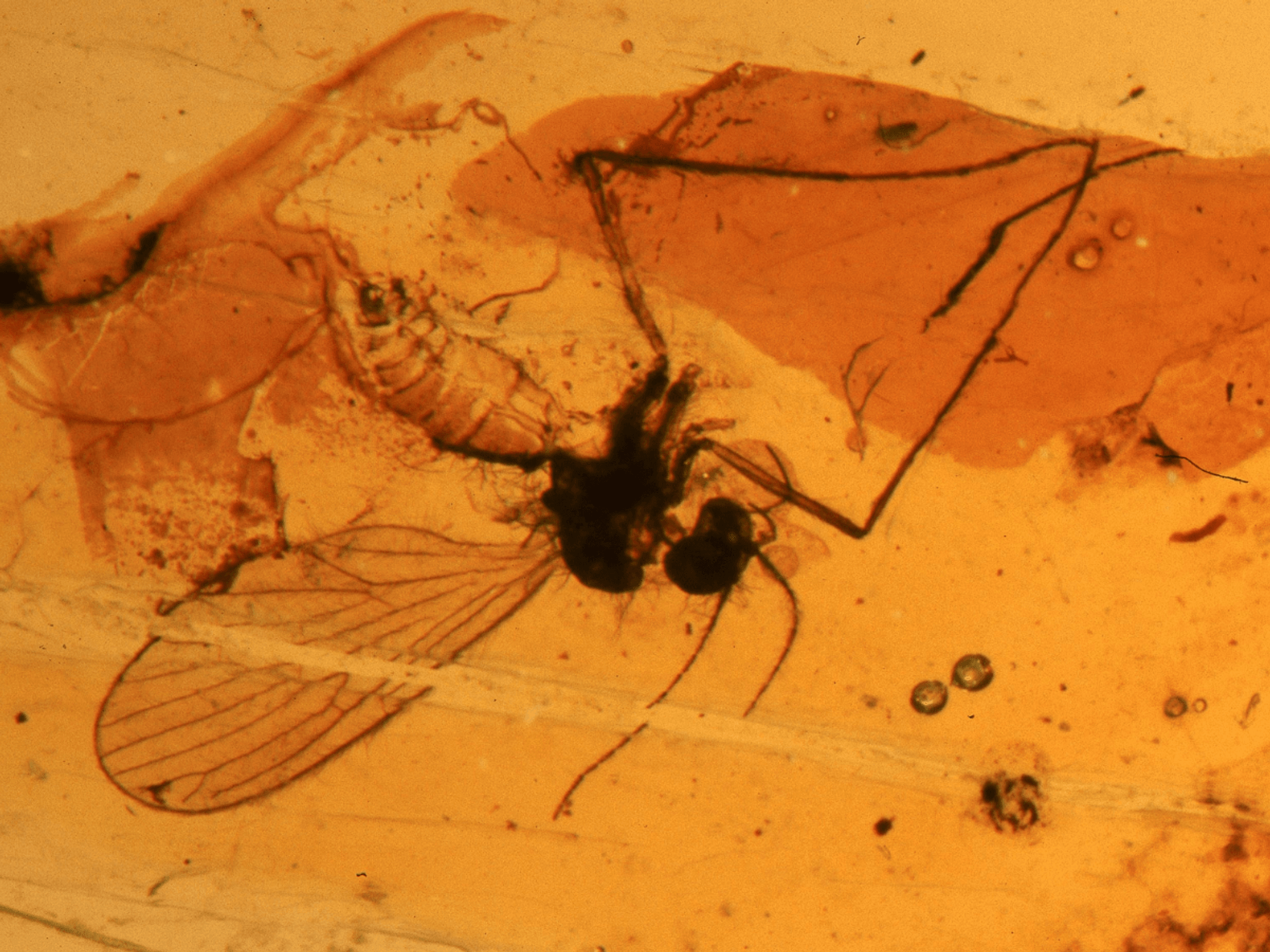 Extinct creatures discovered trapped in solid amber nearly 40 MILLION years after becoming stuck