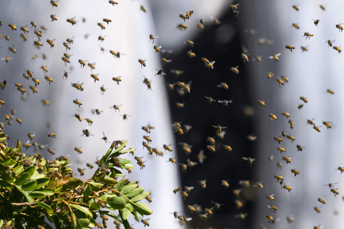 Insects across globe 'fall silent' in ominous warning to humanity