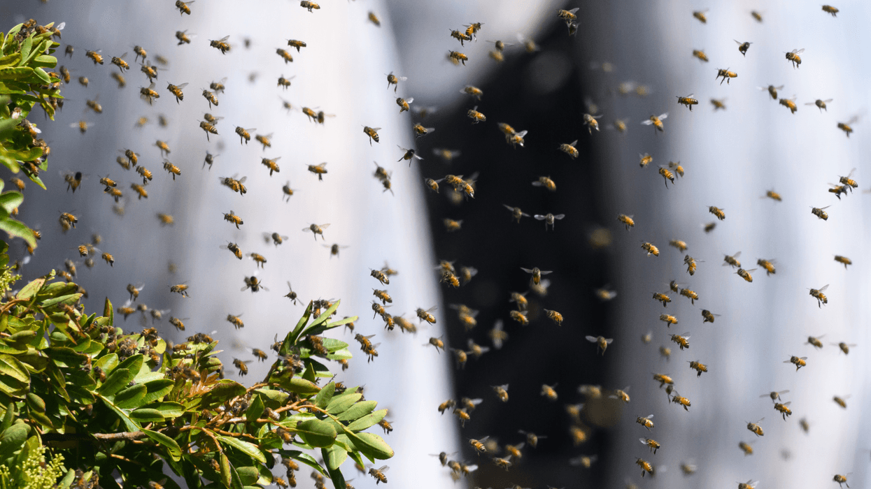 Insects across globe 'fall silent' in ominous warning to humanity