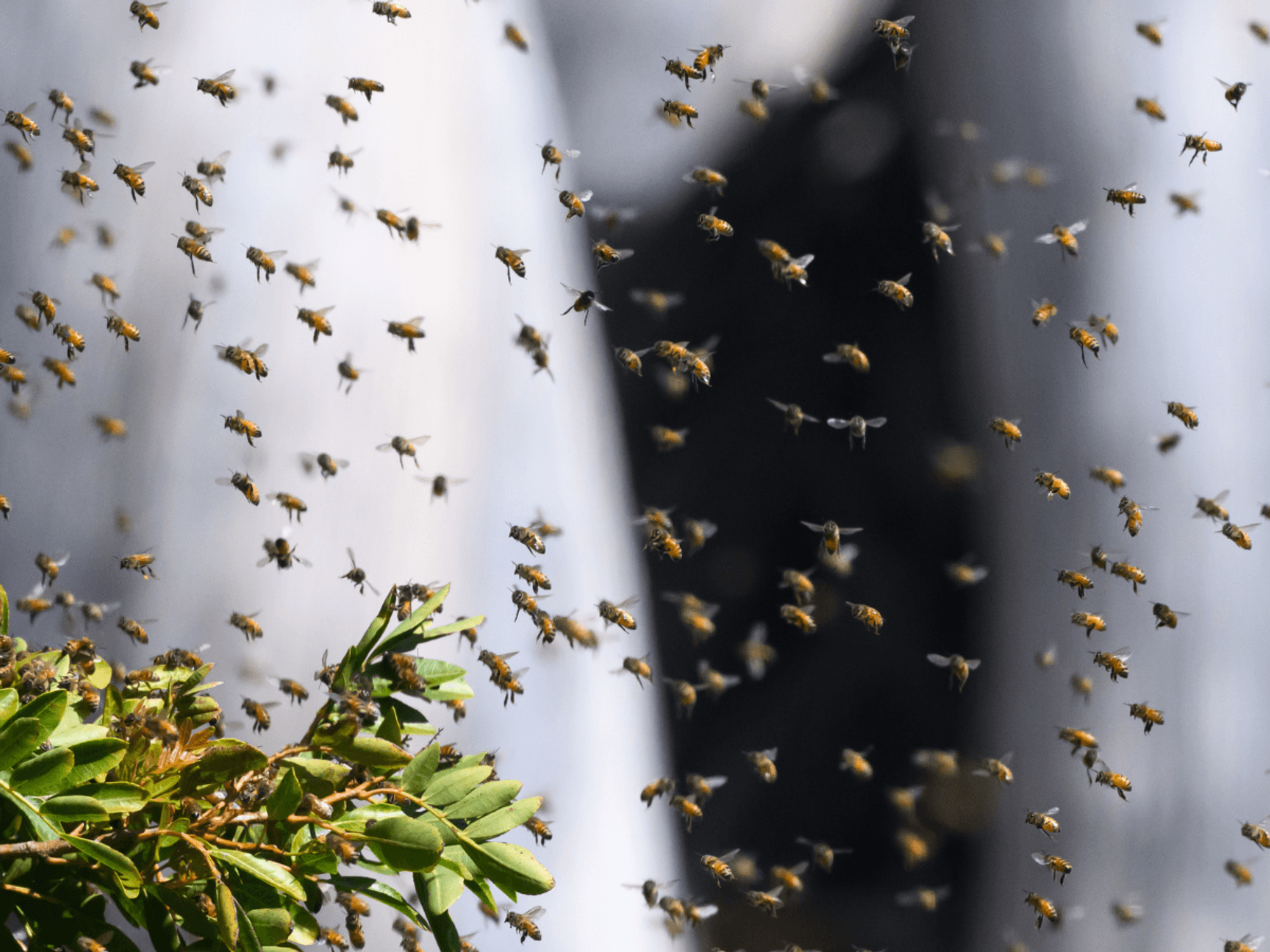 Insects across globe 'fall silent' in ominous warning to humanity