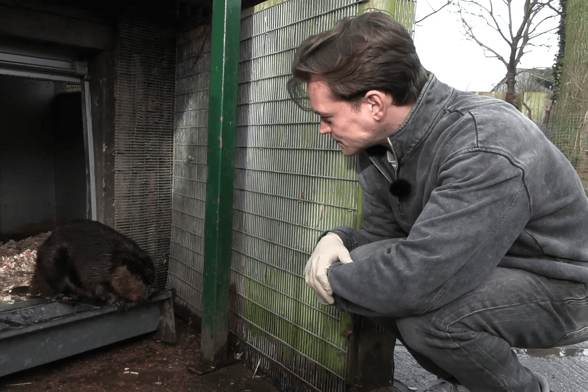 WATCH: Cai Wilshaw comes face-to-face with a beaver at Drusilla's Wildlife Park