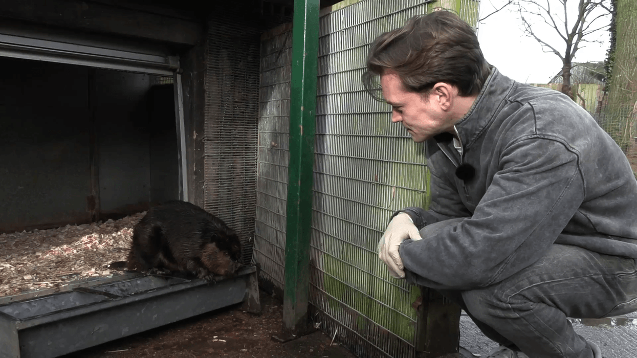 WATCH: Cai Wilshaw comes face-to-face with a beaver at Drusilla's Wildlife Park
