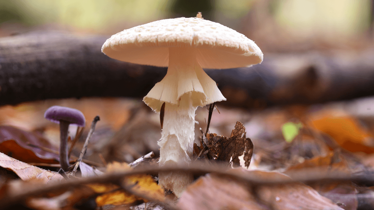 Four people die after eating lethal poisonous mushrooms as authorities issue urgent warning