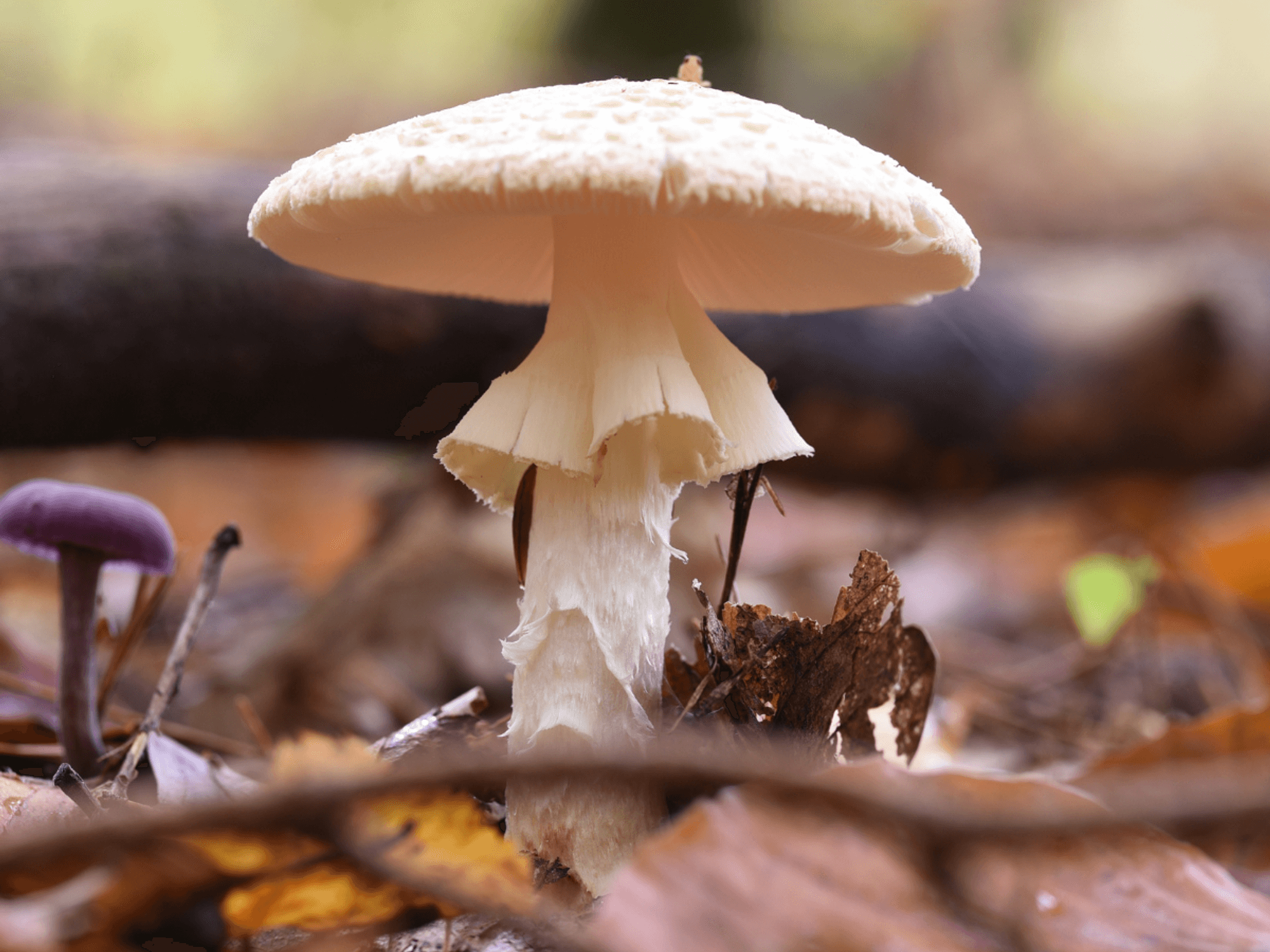 Four people die after eating lethal poisonous mushrooms as authorities issue urgent warning