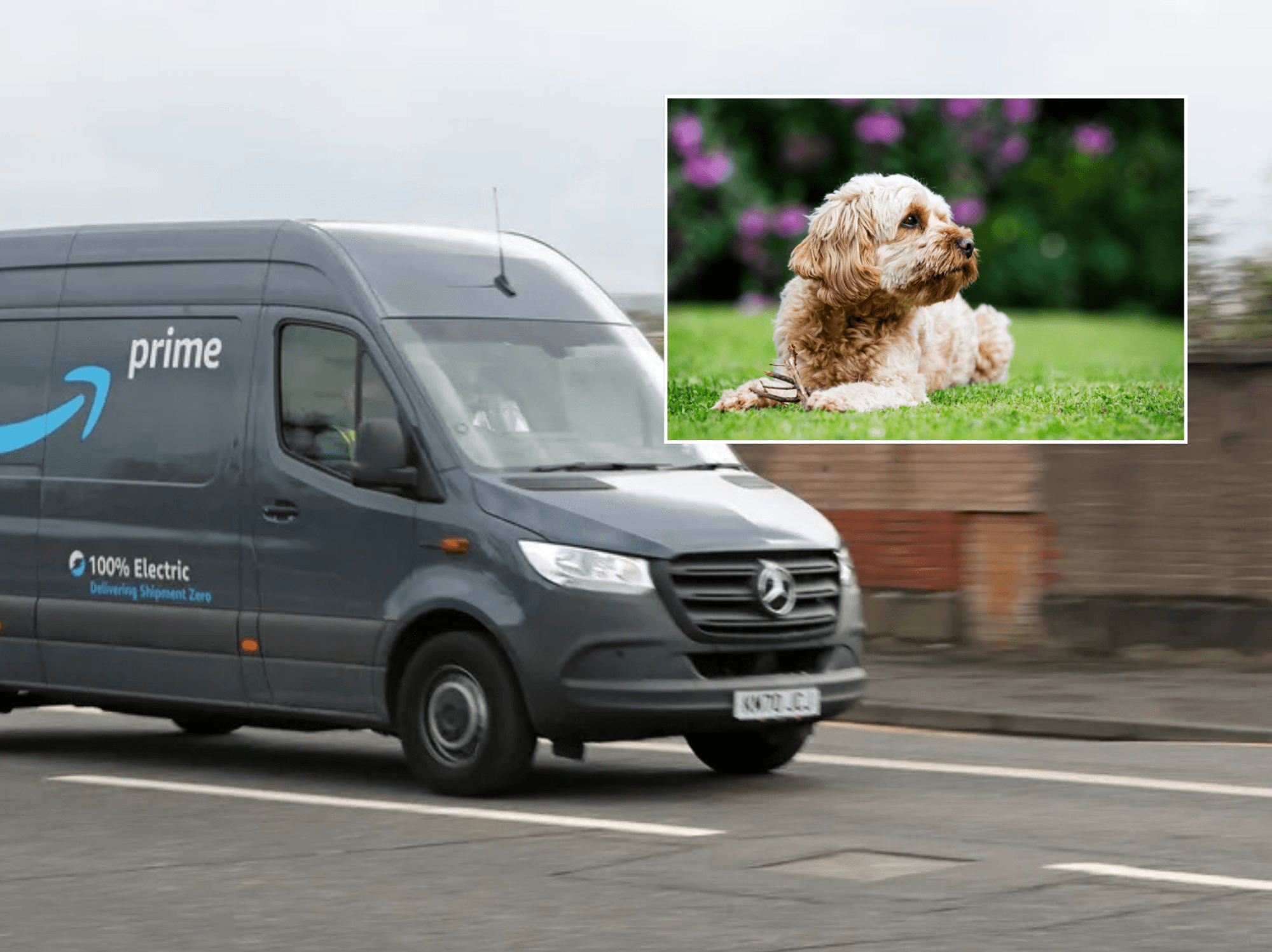 Woman left 'absolutely horrified' after Amazon driver kicked dog in head...then offered her just ...