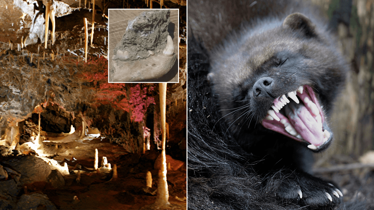 'Incredibly rare' ancient wolverine that lived 90,000 years ago discovered in Yorkshire cave