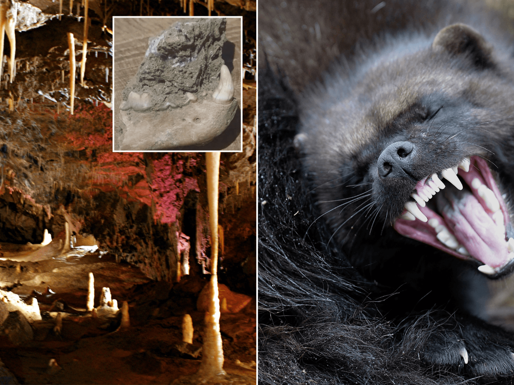 'Incredibly rare' ancient wolverine that lived 90,000 years ago discovered in Yorkshire cave