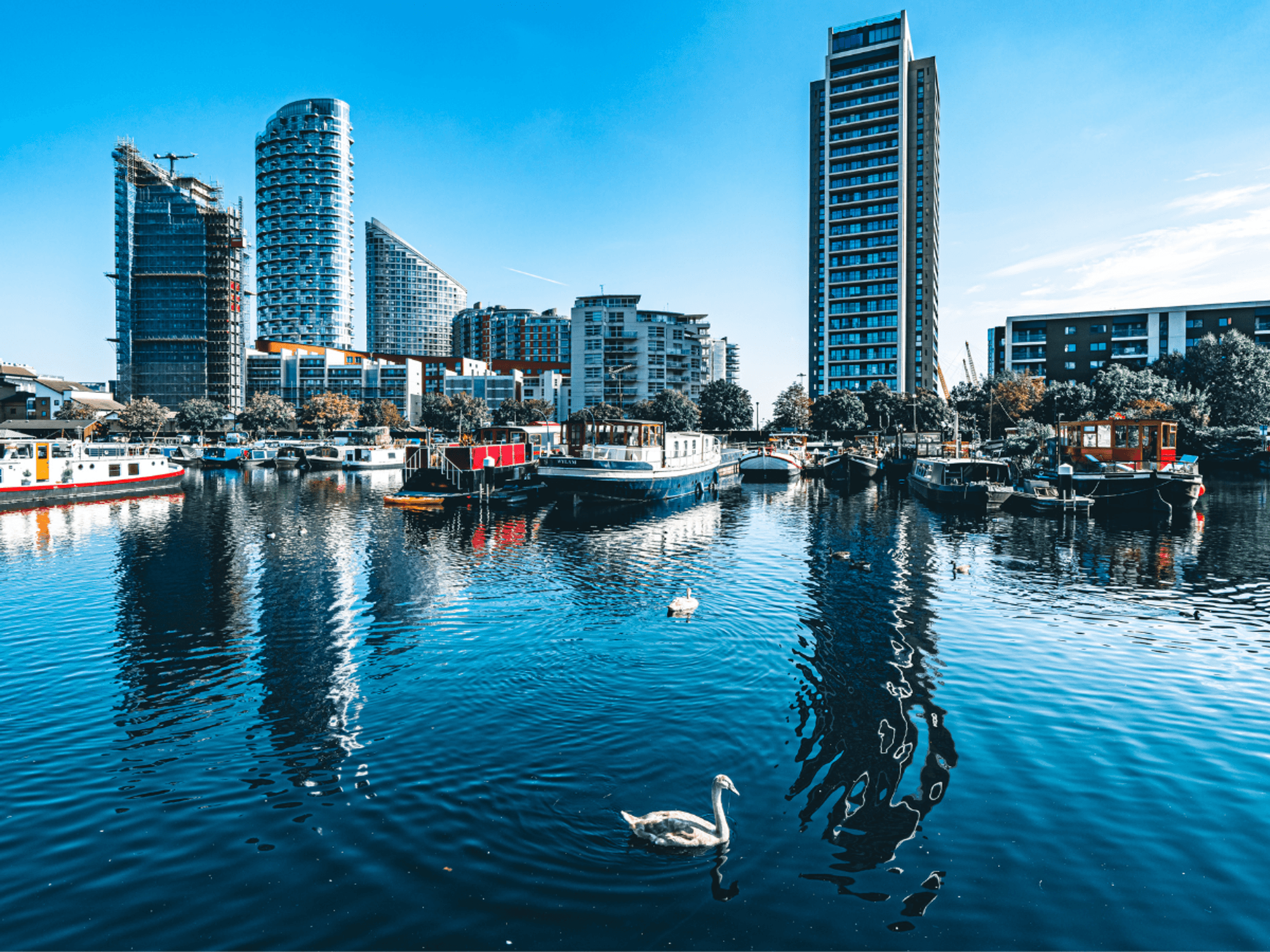 Bird flu fears grow after dozens of dead swans found in London Docklands