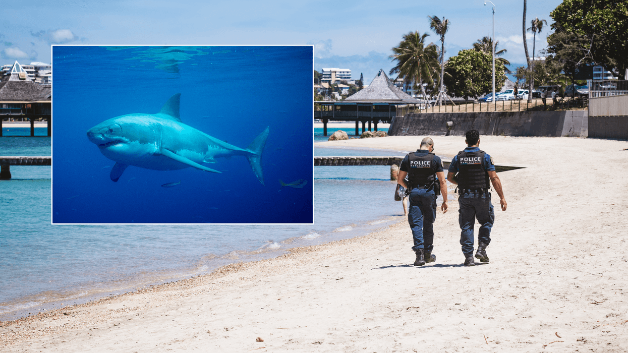 Windsurfer mauled to death by shark in horrific attack as body found in water