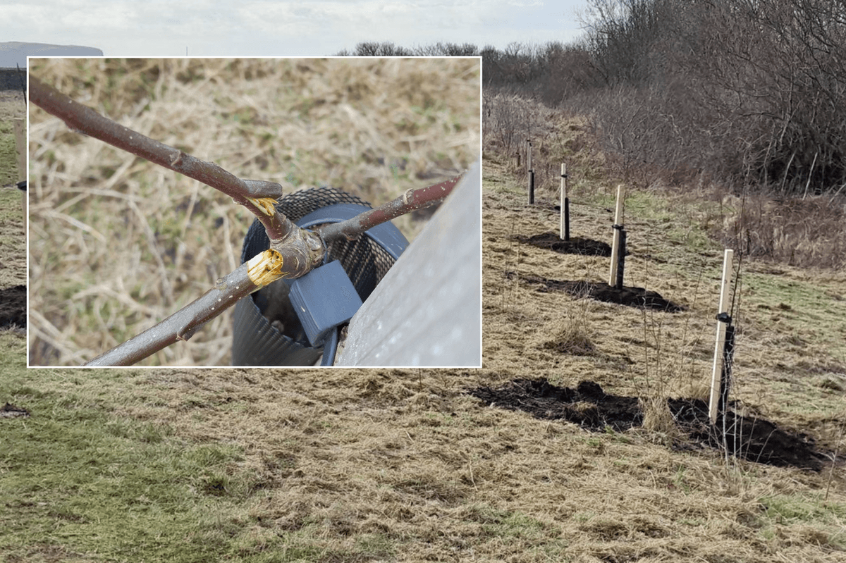 National Trust left devastated after trees 'cared for by the community' destroyed by vandals