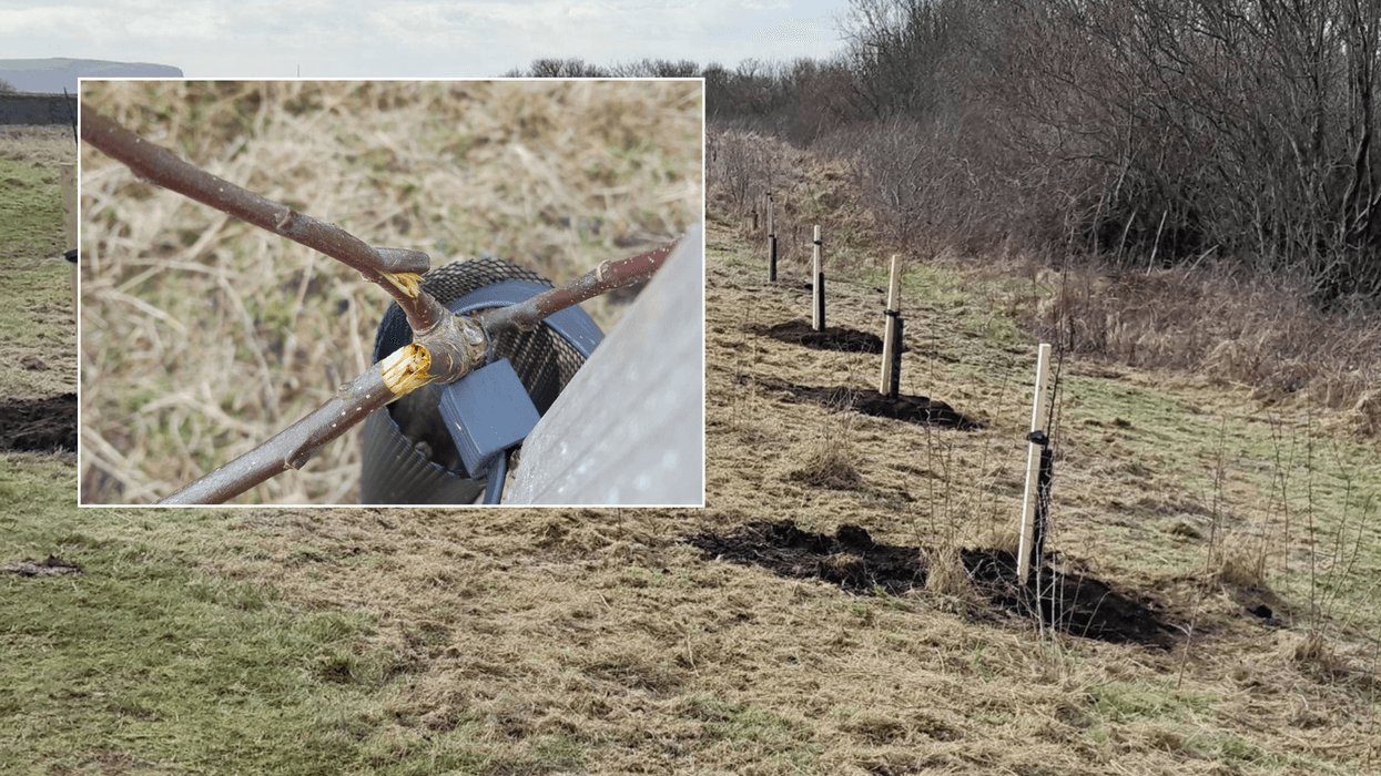 National Trust left devastated after trees 'cared for by the community' destroyed by vandals