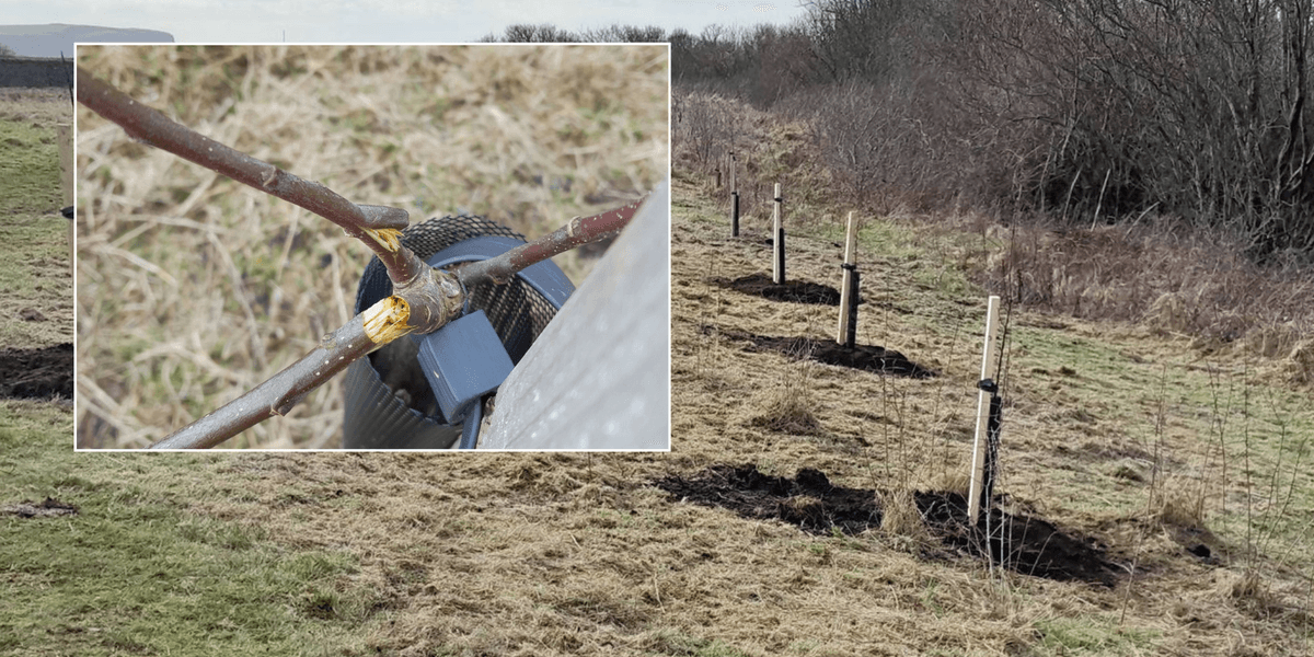 National Trust left devastated after trees ‘care for by the community’ destroyed by vandals National Trust left devastated after trees ‘care for by the community’ destroyed by vandals