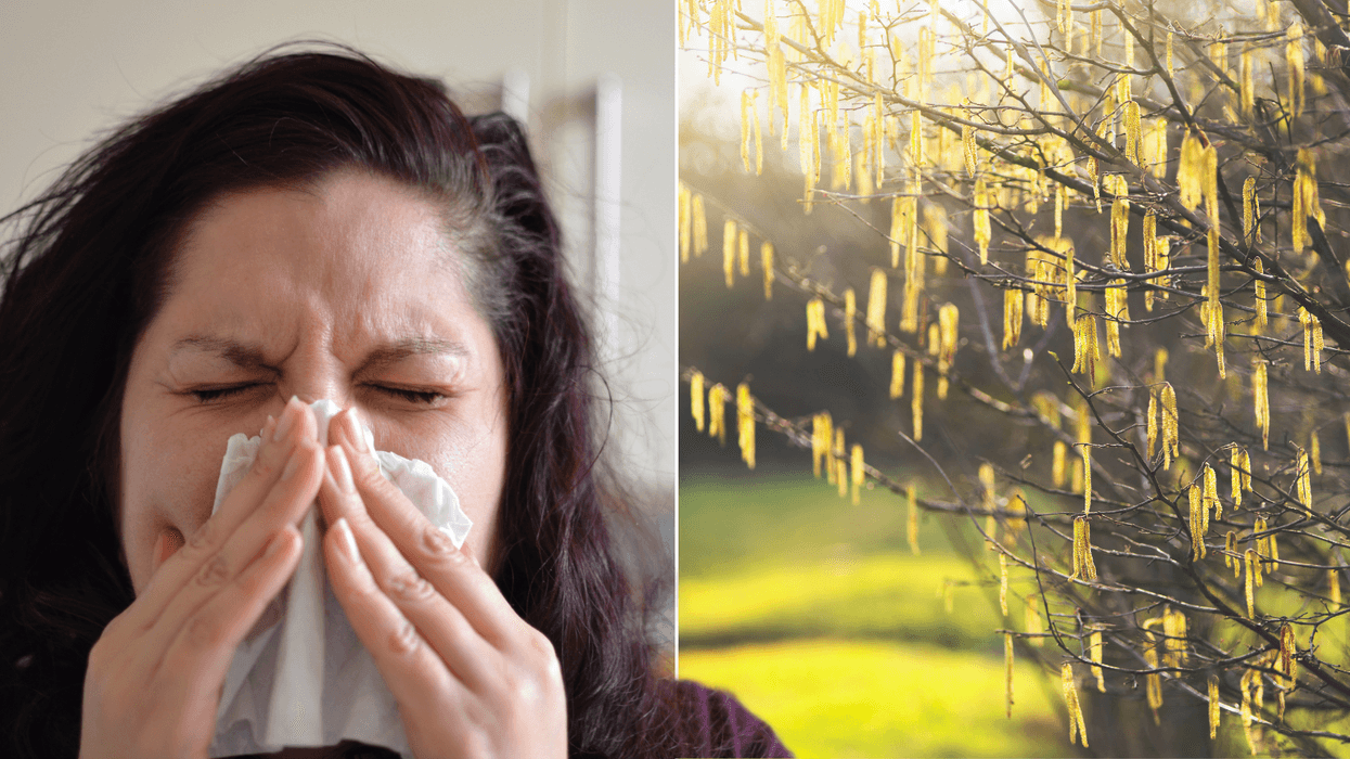 Alert for millions of Britons as hay fever 'perfect storm' strikes WEEKS early amid balmy February weather