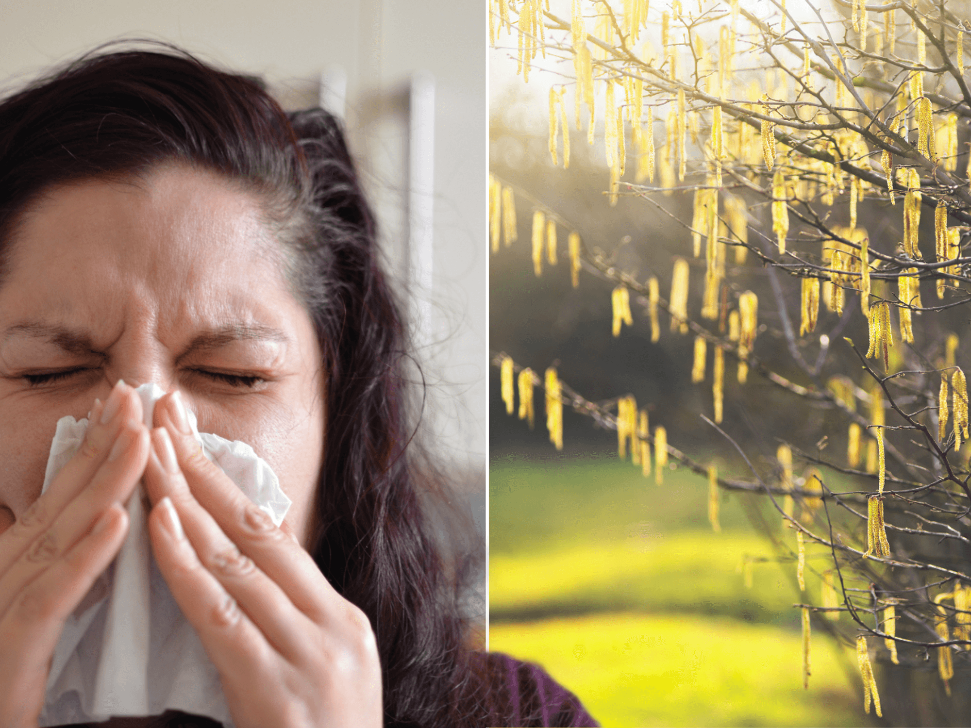 Alert for millions of Britons as hay fever 'perfect storm' strikes WEEKS early amid balmy Februar...