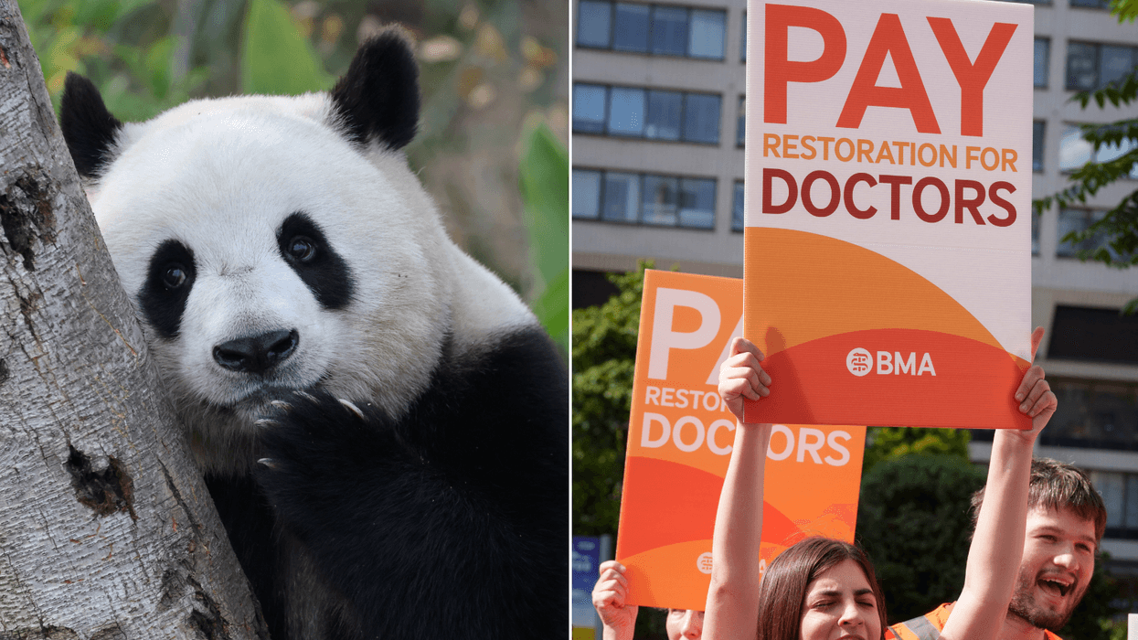 BMA likens GPs to pandas in 'hysterical' campaign warning of extinction dangers