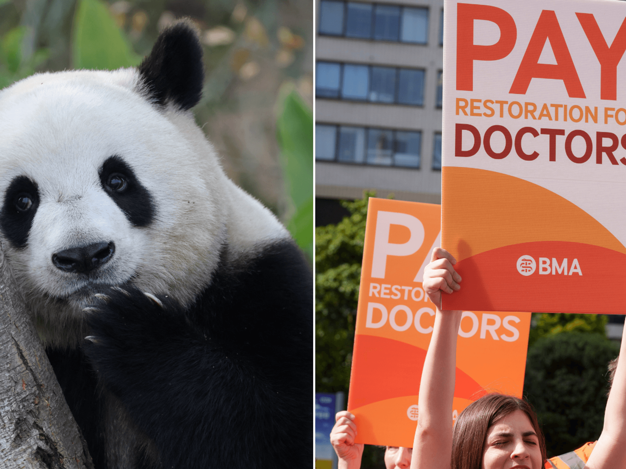 BMA likens GPs to pandas in 'hysterical' campaign warning of extinction dangers