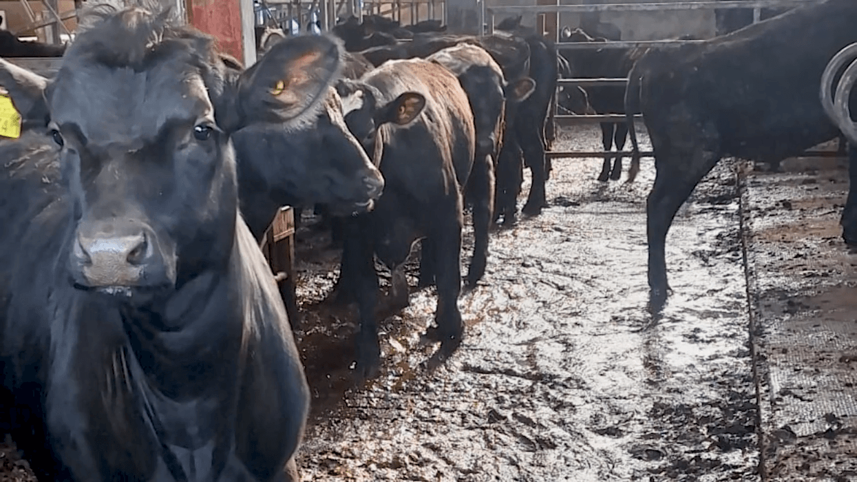 WATCH: Northern Ireland farm accused of poor an...