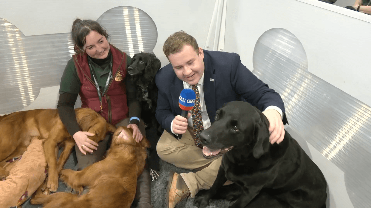 WATCH: Jack Carson cuddles up with adorable gun dog trainees at Crufts