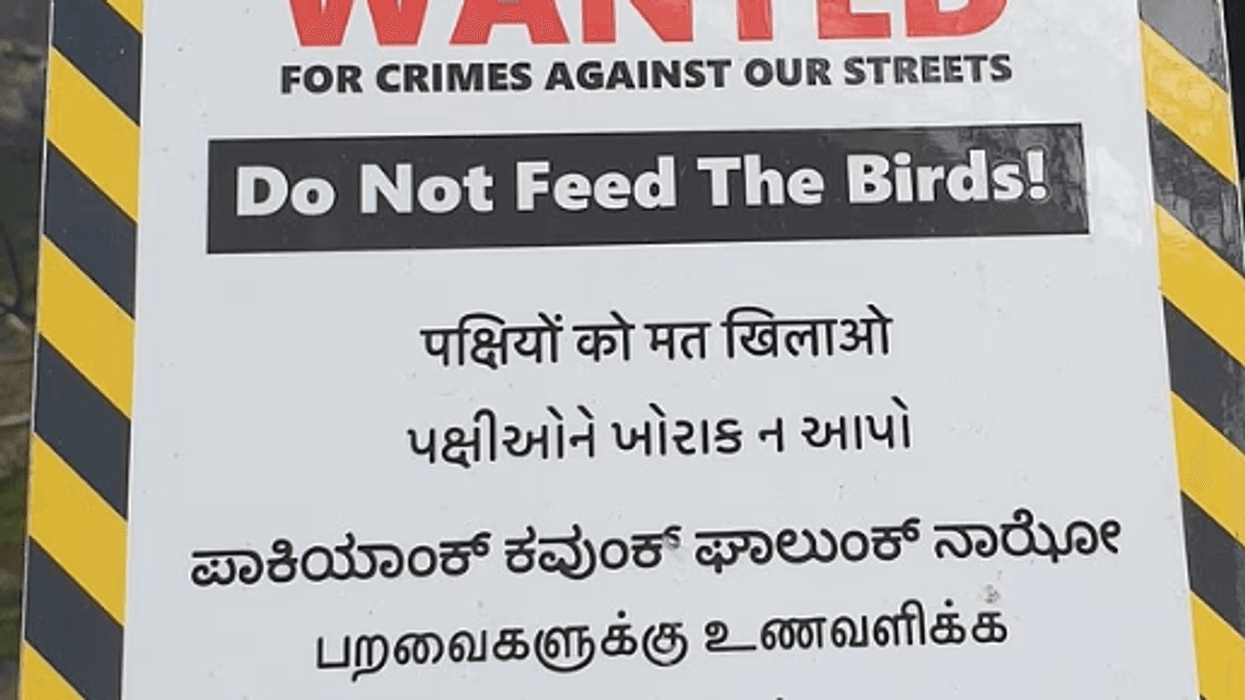 Council threatens Britons with five years in prison for feeding birds