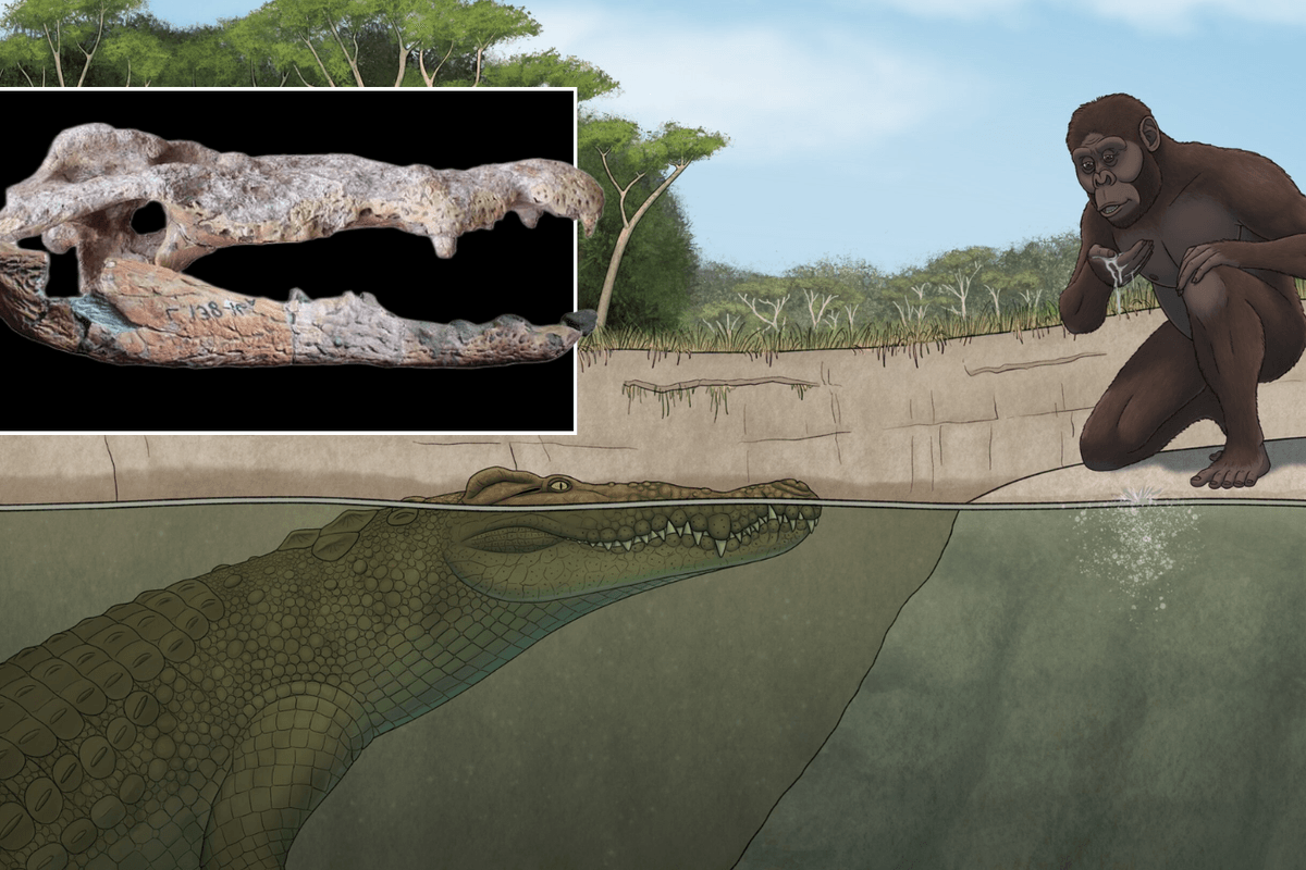Scientists reveal new species of lorry-sized crocodile which feasted on human ancestors