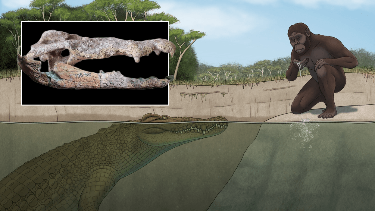 Scientists reveal new species of lorry-sized crocodile which feasted on human ancestors
