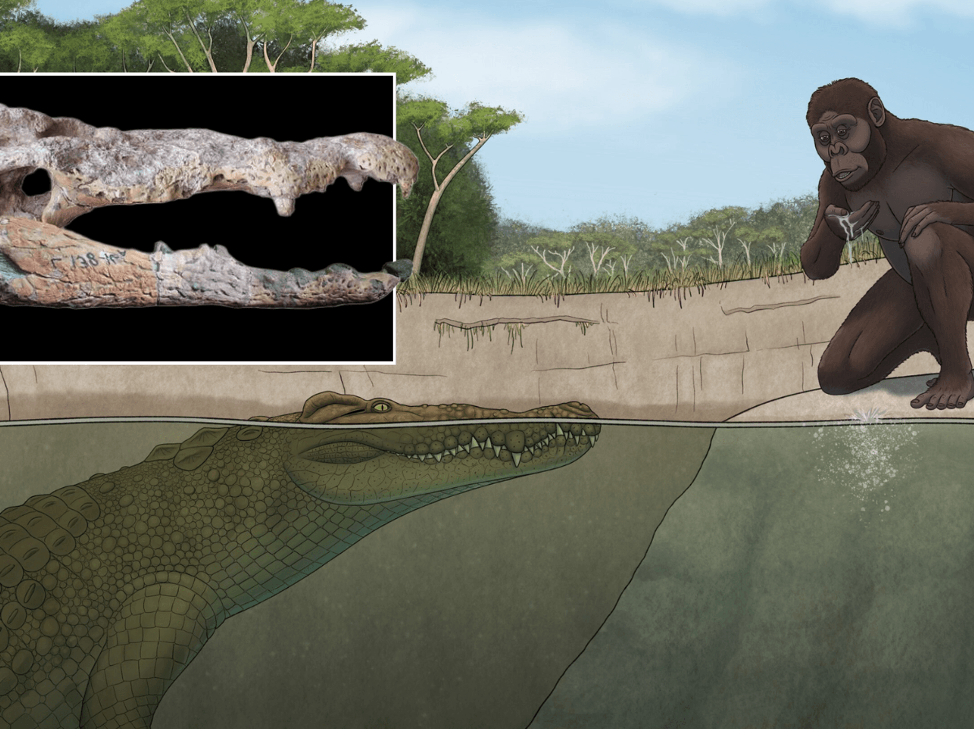 Scientists reveal new species of lorry-sized crocodile which feasted on human ancestors
