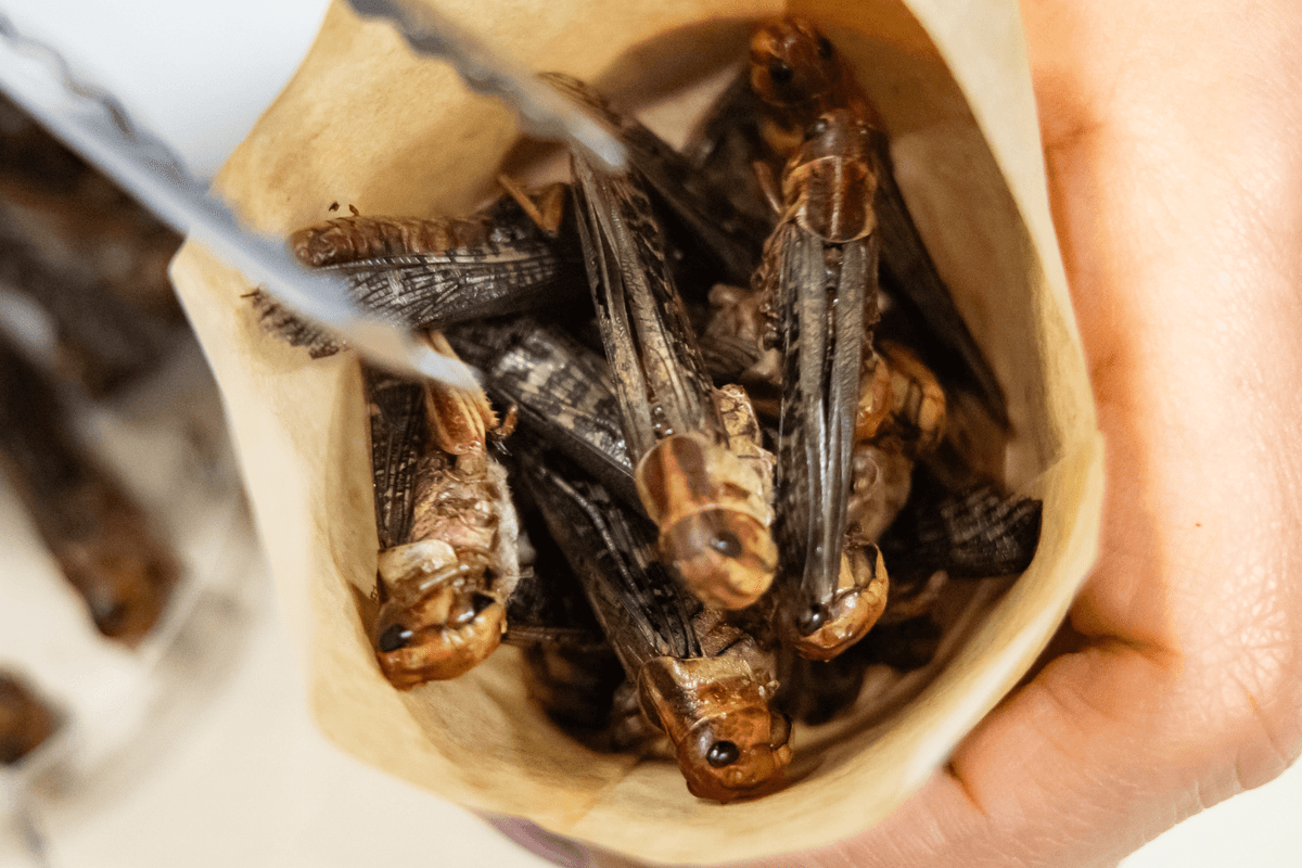Britons will be eating INSECTS in just nine years' time, Food Standards Agency claims