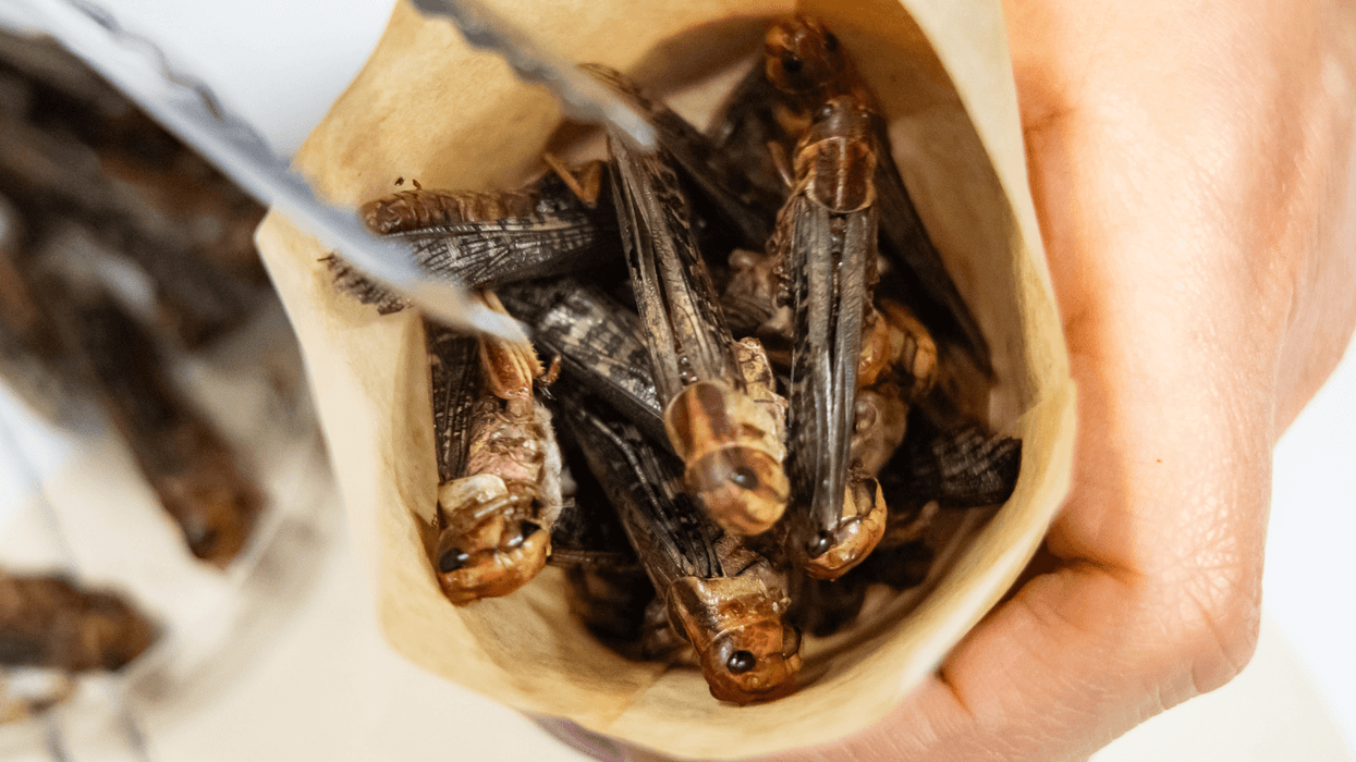 Britons will be eating INSECTS in just nine years' time, Food Standards Agency claims