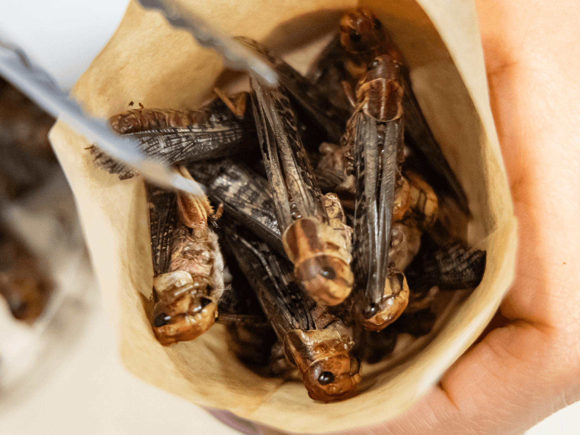 Britons will be eating INSECTS in just nine years' time, Food Standards Agency reveals