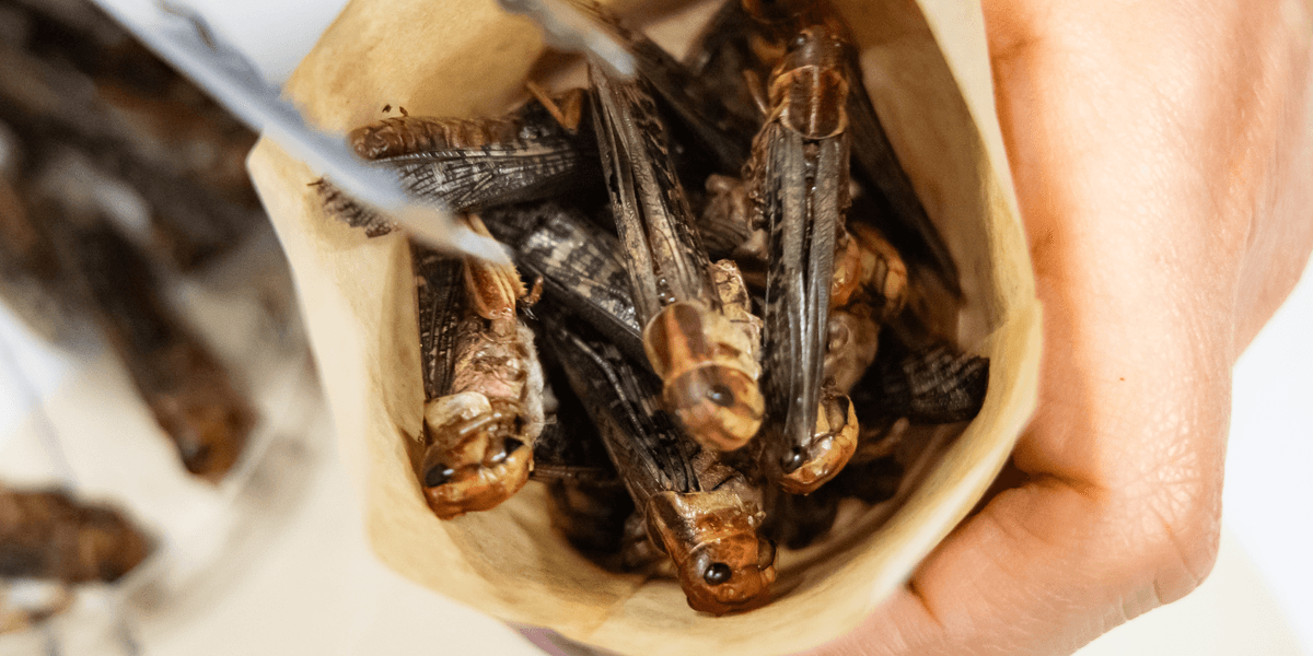 Lab-grown meat, 3D-printed food and INSECTS will be eaten in Britain in just nine years’ time, Food Standards Agency reveals Lab-grown meat, 3D-printed food and INSECTS will be eaten in Britain in just nine years’ time, Food Standards Agency reveals