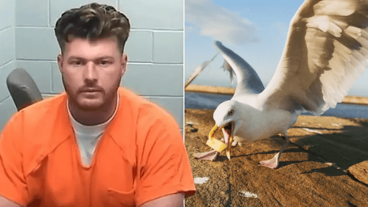 Man jailed for decapitating seagull which tried to steal chip from daughter