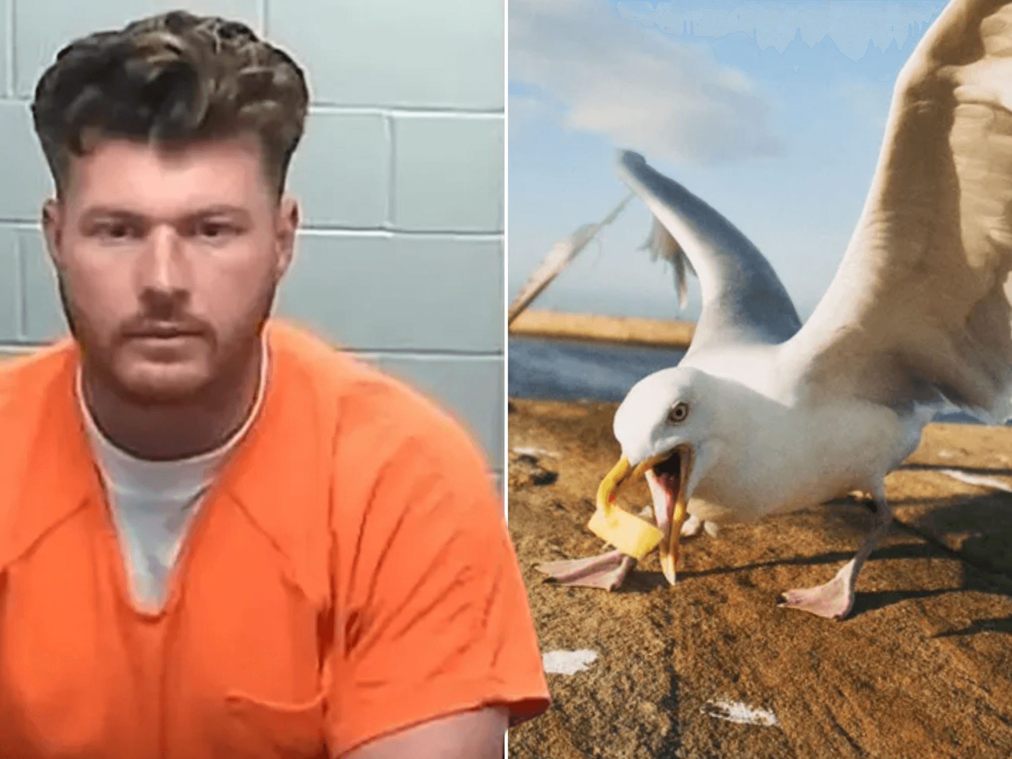 Man jailed for decapitating seagull which tried to steal chip from daughter