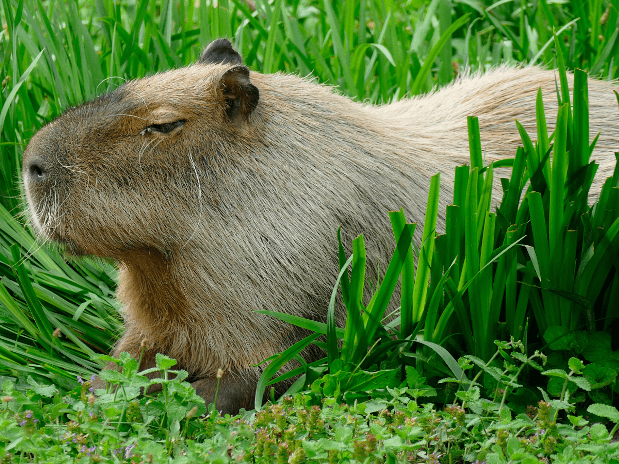 Britons urged to ‘check your ponds’ for capybara on the loose after zoo escape