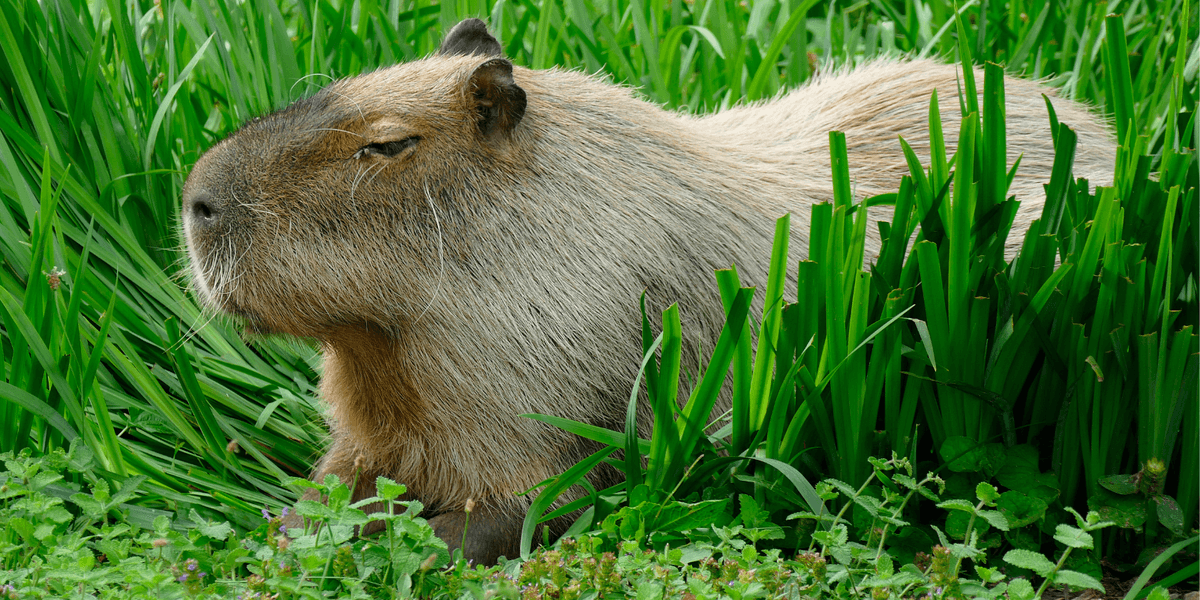 Capybara on the loose after zoo escape as Britons urged to ‘check your ponds’ Capybara on the loose after zoo escape as Britons urged to ‘check your ponds’