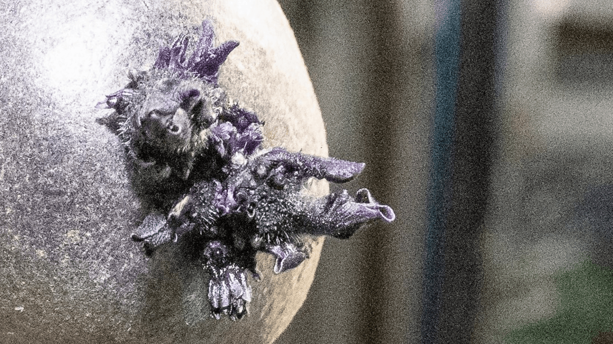 Nasa astronaut shares new photo of twisted purple growth on board International Space Station