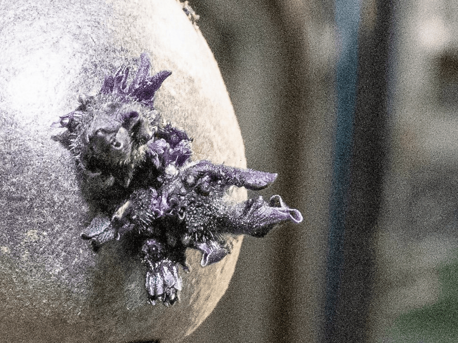 Nasa astronaut shares new photo of twisted purple growth on board International Space Station