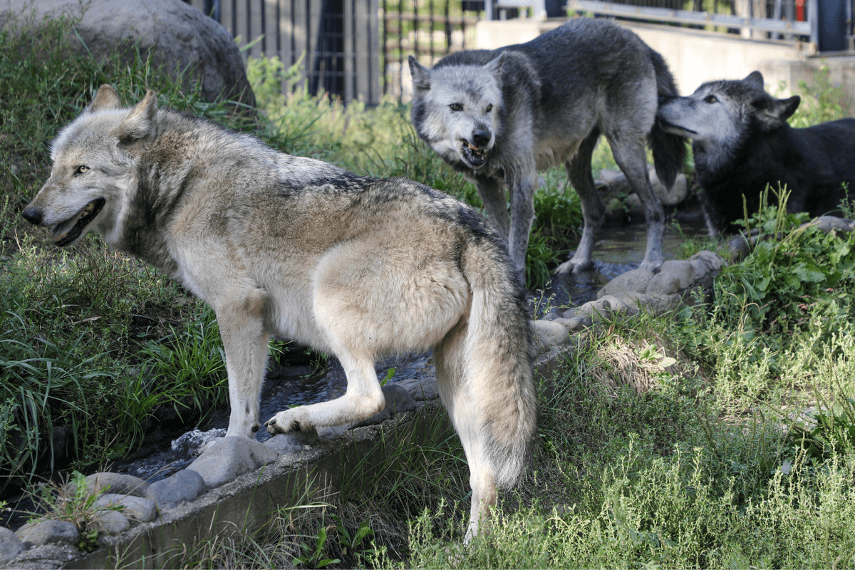 British wildlife park euthanises entire pack of wolves then claims: 'We had no choice!'