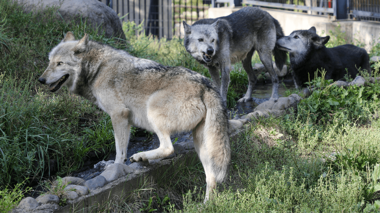 British wildlife park euthanises entire pack of wolves then claims: 'We had no choice!'