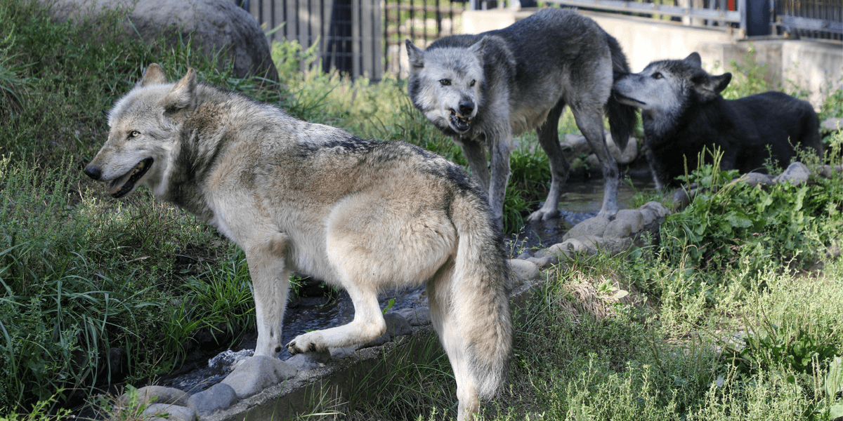 Kent news: British wildlife park euthanises entire pack of wolves then claims: ‘We had no choice!’ Kent news: British wildlife park euthanises entire pack of wolves then claims: ‘We had no choice!’