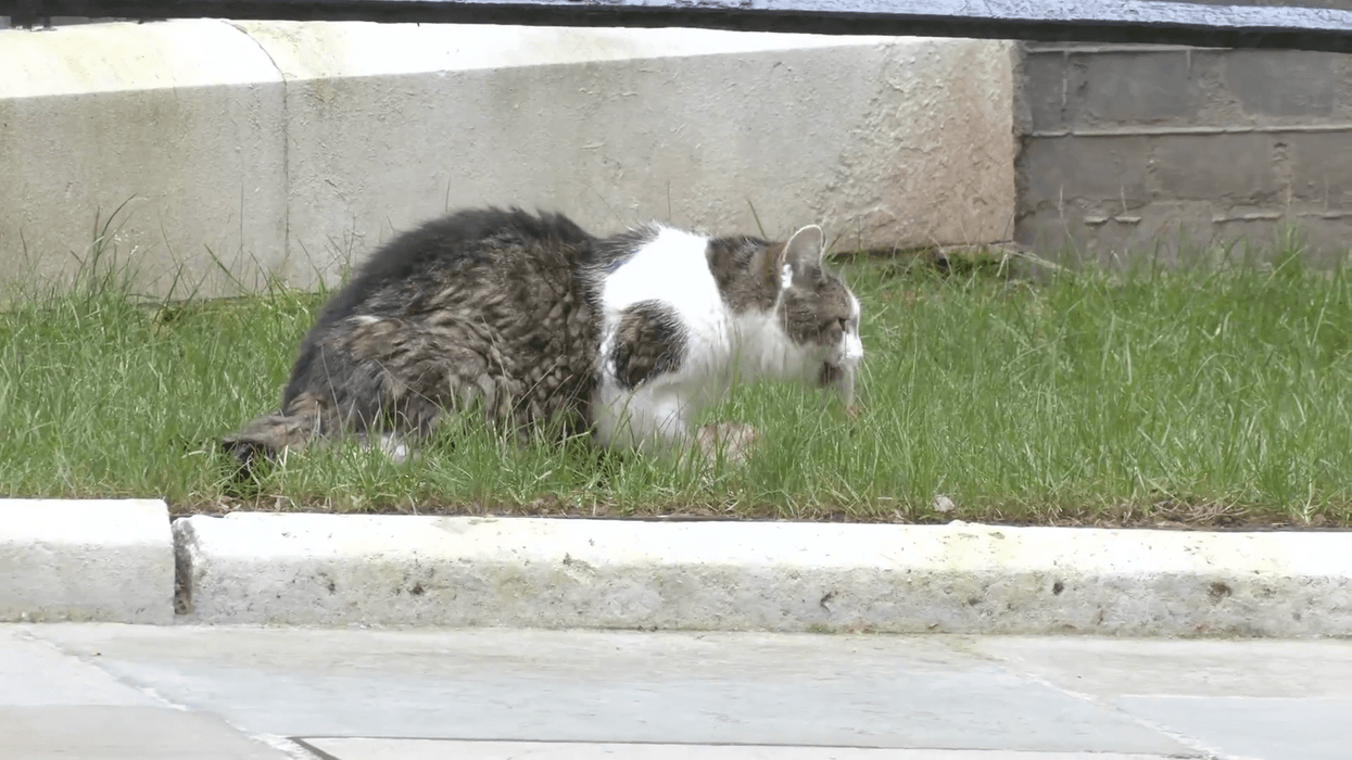 WATCH: Larry the Cat spotted hunting a mouse by...