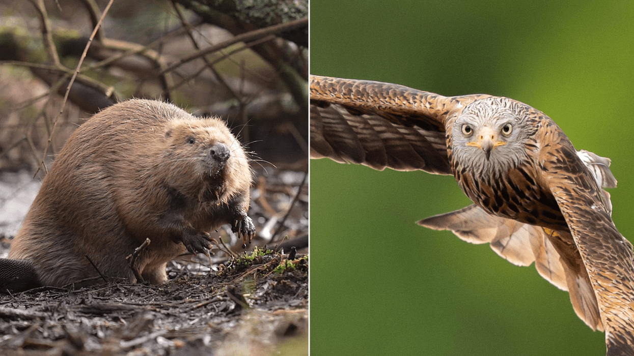 Labour pledges £90 MILLION towards Britain’s endangered wildlife as UK's nature crisis worsens