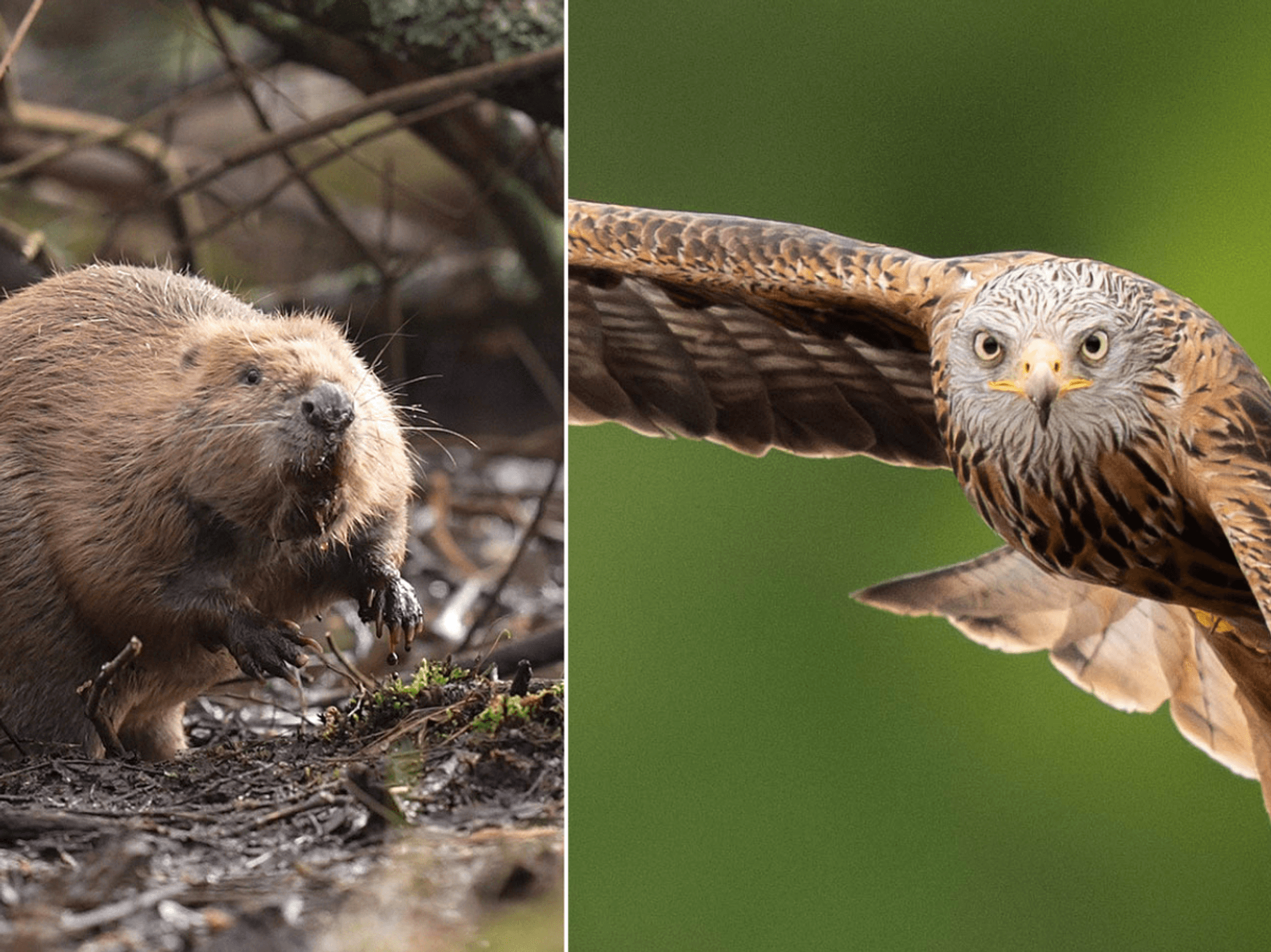 Labour pledges £90 MILLION towards Britain’s endangered wildlife as UK's nature crisis worsens