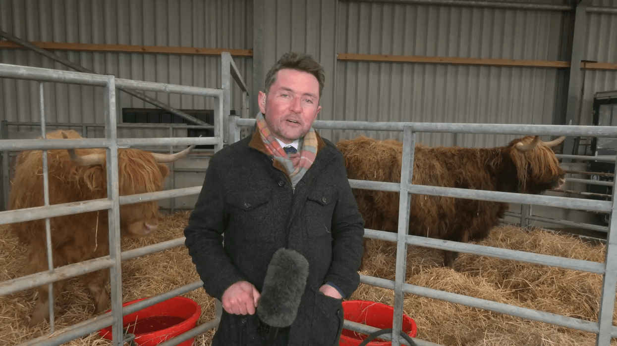 WATCH: Tony McGuire is joined by Highland Cows ...